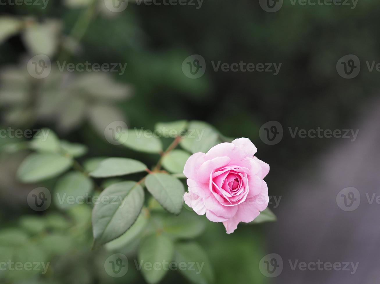 pink rose flower arrangement Beautiful bouquet on blurred of nature background symbol love Valentine Day beautiful in nature photo
