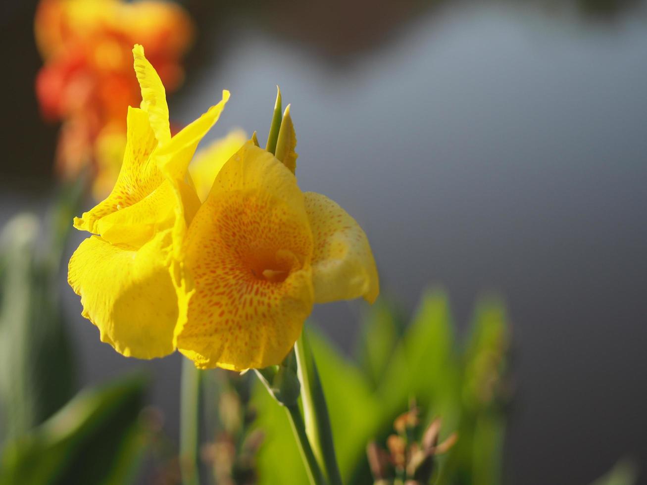 Yellow color flower Indian shot, India short plant, India shoot, Butsarana, Cannas, Canna lily, Canna indica, CANNACEAE, Flowering as a bouque in garden nature background photo