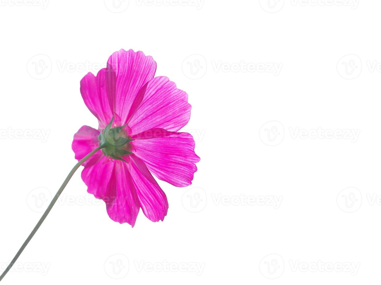 Pink cosmos, Isolated flower, cut outline on white background space for frame copy write postcard decorate pattern artwork arts, Artistic paper photo