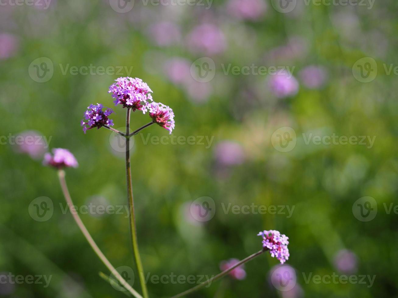 ramo de verbena flor violeta pequeña que florece en el jardín borroso de fondo natural, concepto de espacio de copia para escribir diseño de texto en el fondo delantero para banner, tarjeta, papel tapiz, página web foto