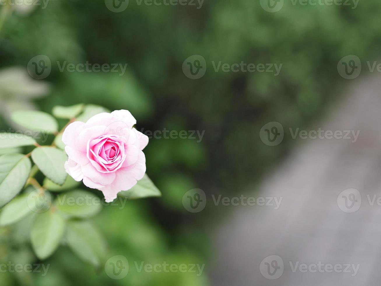 pink rose flower arrangement Beautiful bouquet blooming in garden on blurred of nature background symbol love Valentine Day beautiful photo