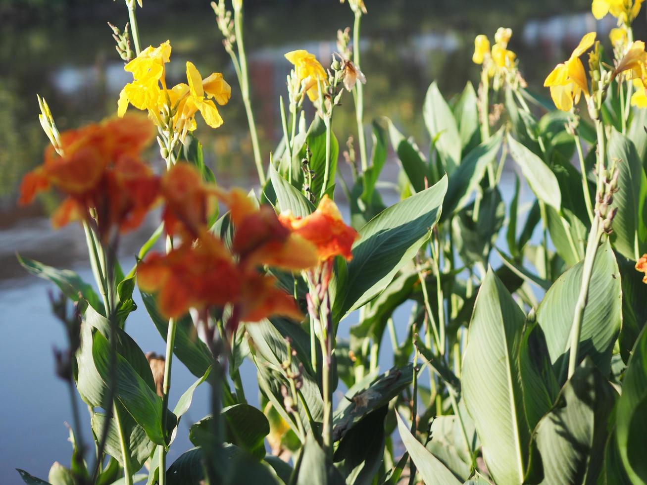 Yellow color flower Indian shot, India short plant, India shoot, Butsarana, Cannas, Canna lily, Canna indica, CANNACEAE, Flowering as a bouque in garden nature background photo