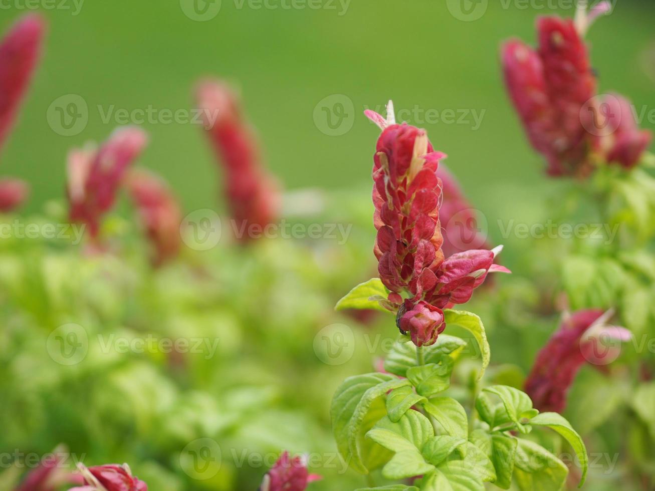 red pink flower Name Panama Queen Plant, The Orange Shrimp Plant, The Coral Aphelandra Single leaf Sorting alternately Lanceolate The flower is a big bouquet. With a small bouquet adorned on the base photo