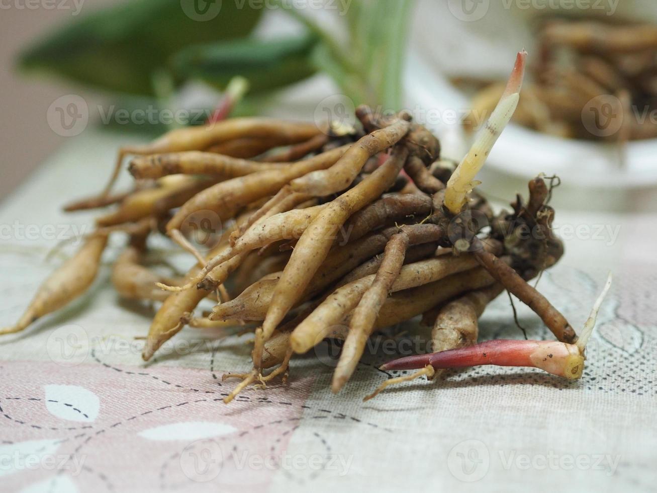 Krachai, Boesenbergia rotunda fingerroot, lesser galangal or Chinese ginger, is a medicinal and culinary herb from China and Southeast resembles fingers. Fingerroot is a kind of ginger, Thai herb photo