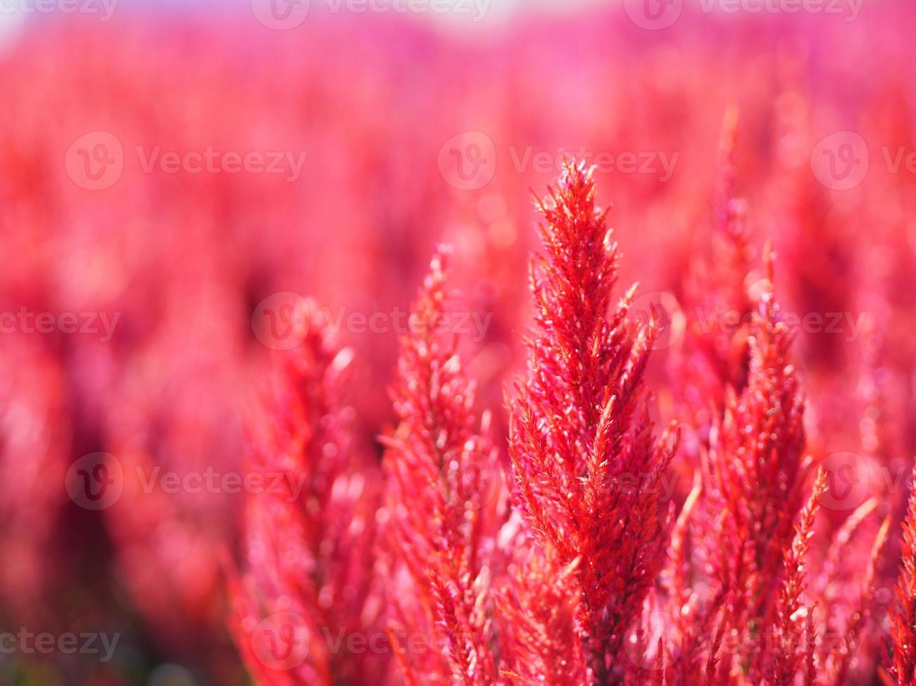 Cocks comb, Foxtail amaranth, red color Celosia argentea AMARANTHACEAE flowers blooming in garden blurred of nature background, Celosia plumose, Plumed Celusia, Wool Flower photo