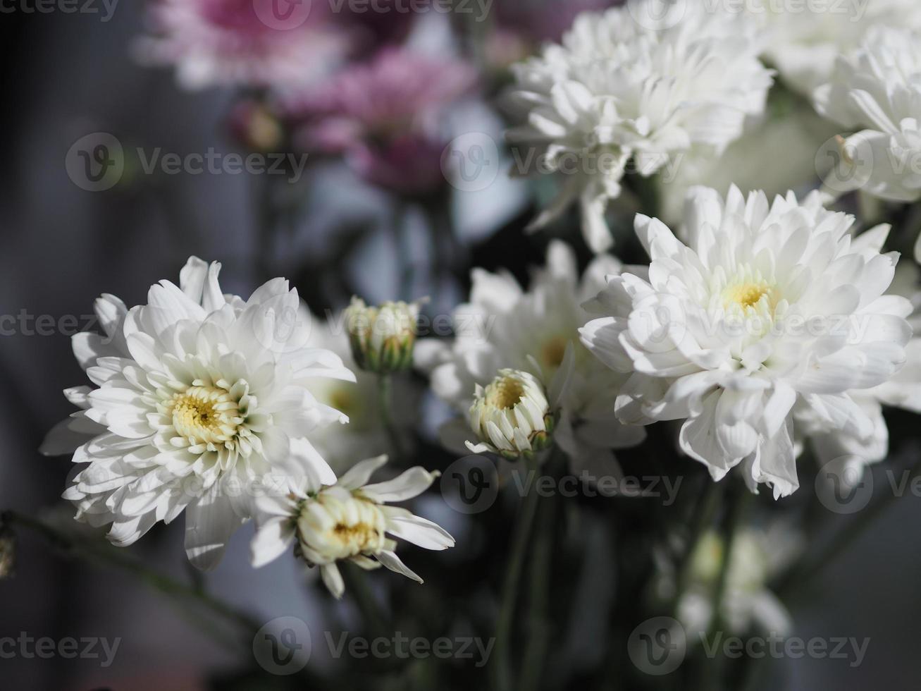 gerbera violeta y blanca, flor de margarita barberton hermoso ramo en vaso  de agua colorido hermoso 8619219 Foto de stock en Vecteezy