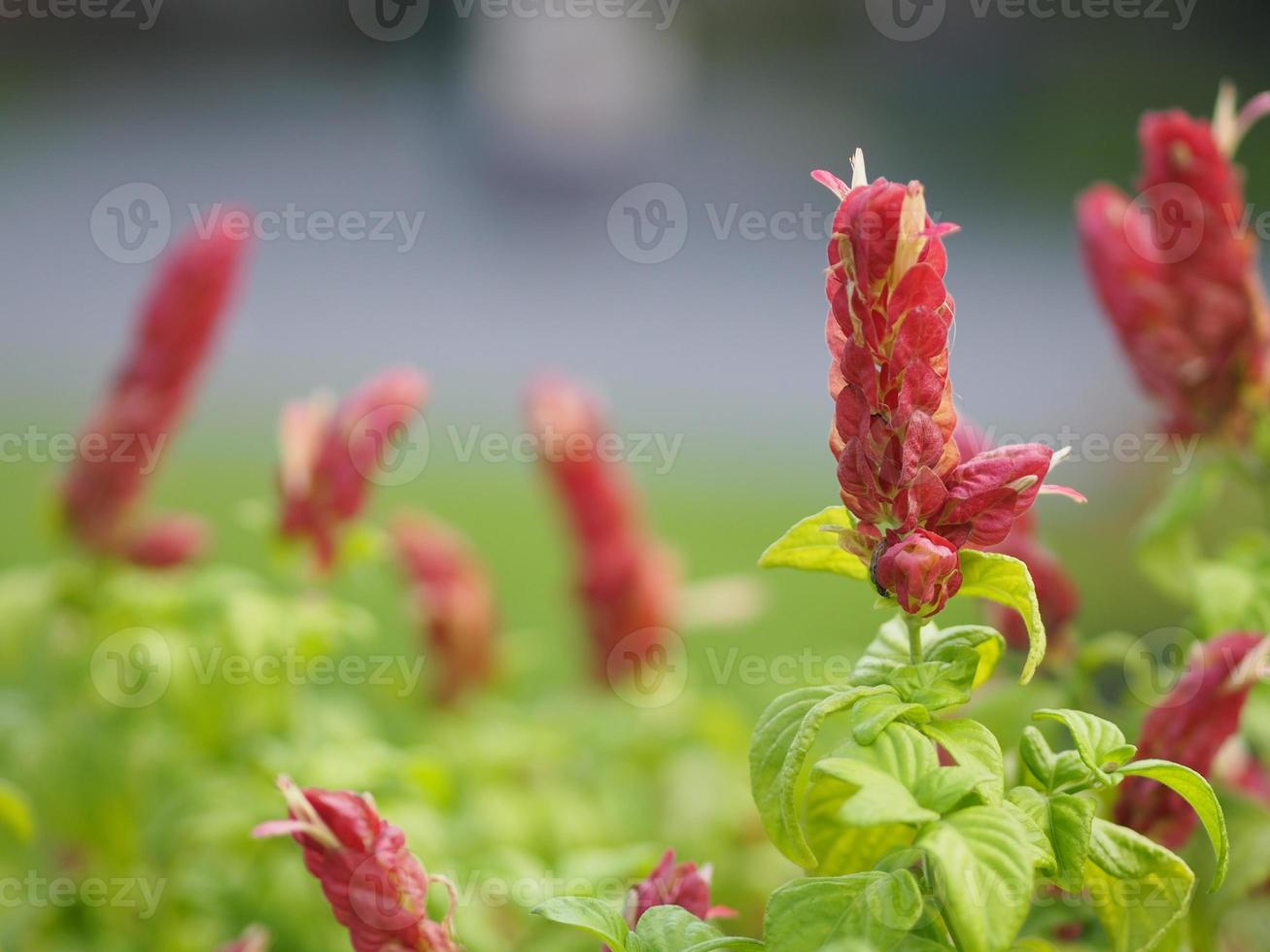 red pink flower Name Panama Queen Plant, The Orange Shrimp Plant, The Coral Aphelandra Single leaf Sorting alternately Lanceolate The flower is a big bouquet. With a small bouquet adorned on the base photo