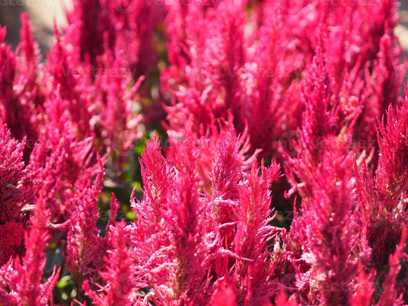 peine de gallos, amaranto de cola de zorro, color rojo celosia argentea amaranthaceae flores que florecen en el jardín borroso de fondo natural, celosia plumosa, celusia emplumada, flor de lana foto