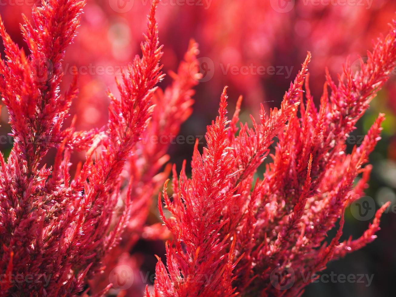 Cocks comb, Foxtail amaranth, red color Celosia argentea AMARANTHACEAE flowers blooming in garden blurred of nature background, Celosia plumose, Plumed Celusia, Wool Flower photo