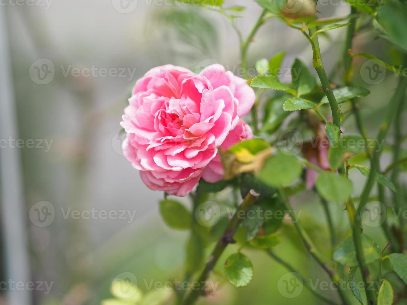 pink rose flower arrangement Beautiful bouquet blooming in garden on blurred of nature background symbol love Valentine Day beautiful photo