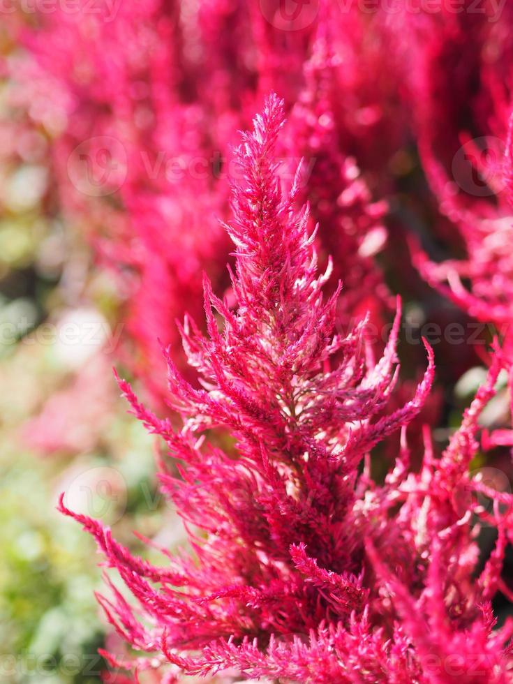 peine de gallos, amaranto de cola de zorro, color rojo celosia argentea amaranthaceae flores que florecen en el jardín borroso de fondo natural, celosia plumosa, celusia emplumada, flor de lana foto