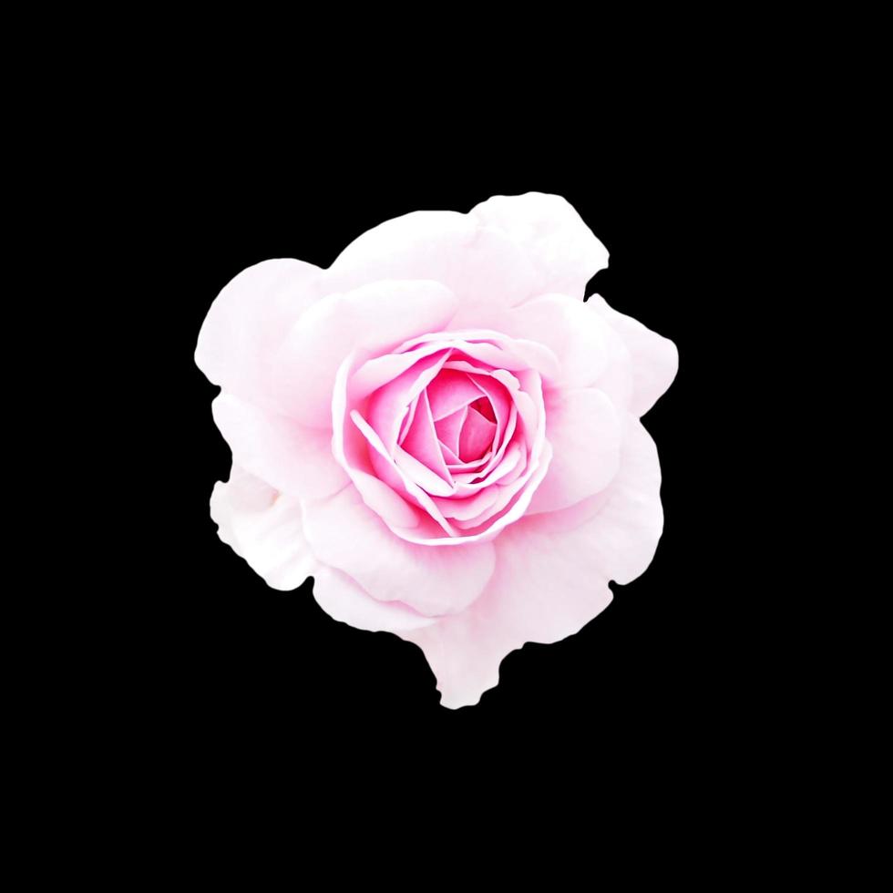 Isolated pink rose flower, cut outline on black background photo