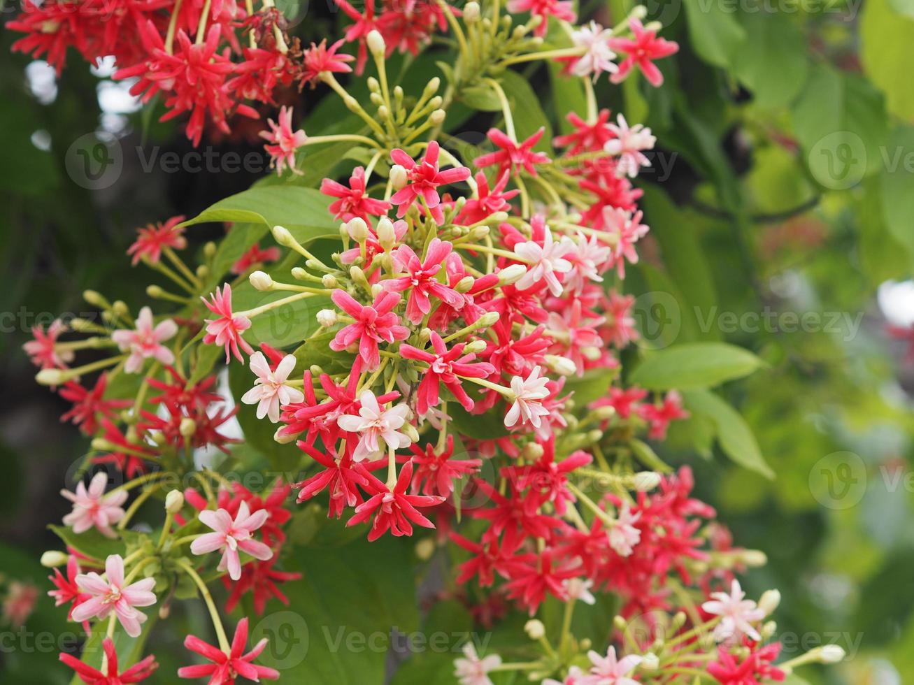 enredadera de rangoon, madreselva china, marinero drunen, combretum indicum defilipps nombre rojo rosa y flor blanca que florece en el jardín sobre un fondo borroso de la naturaleza foto