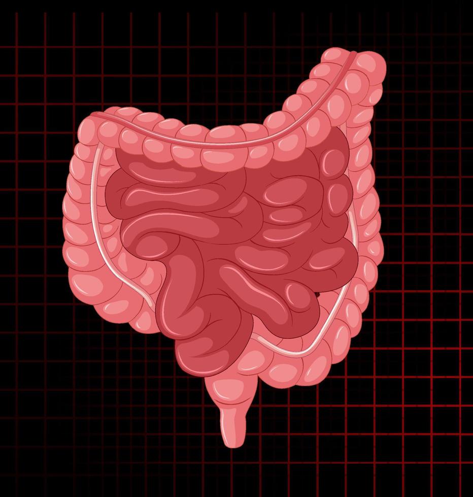 órgano interno humano con intestino vector