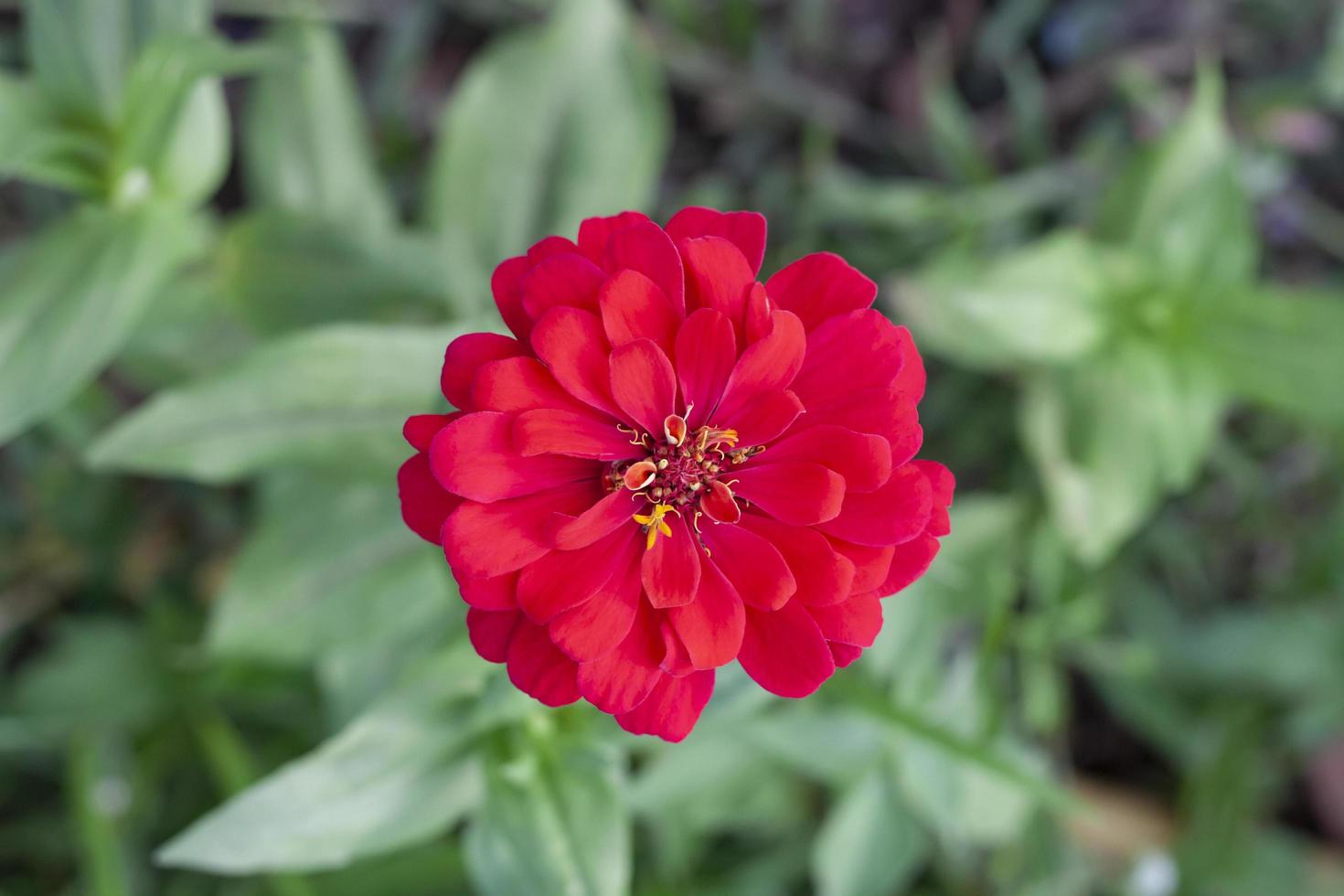 Top view of Red zinnia flower beautiful bloom in the garden on blur nature background. photo