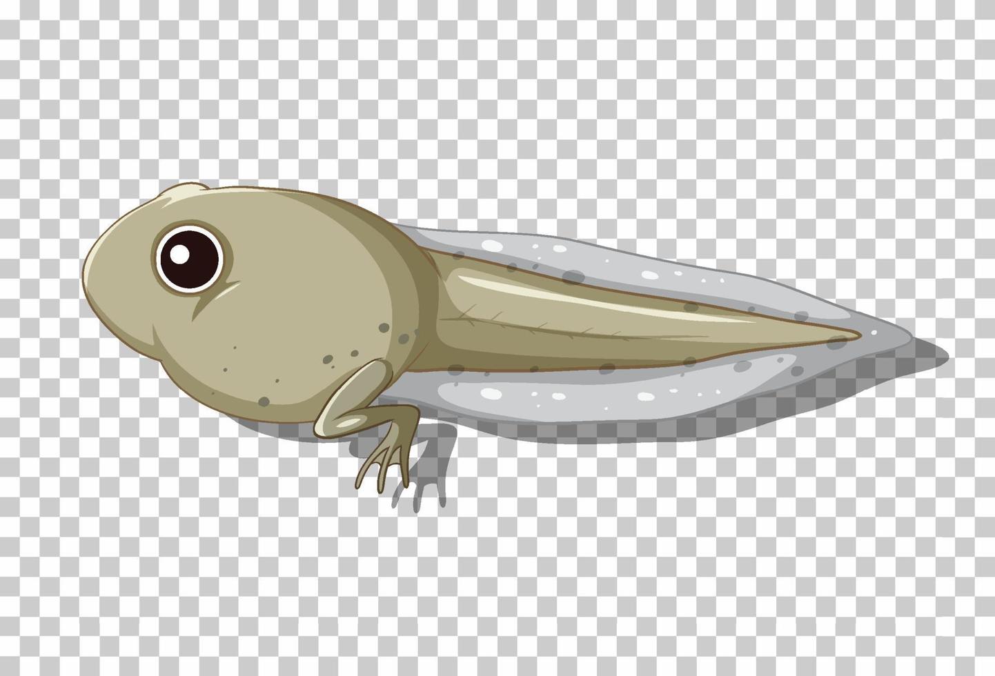 A tadpole in flat cartoon style vector