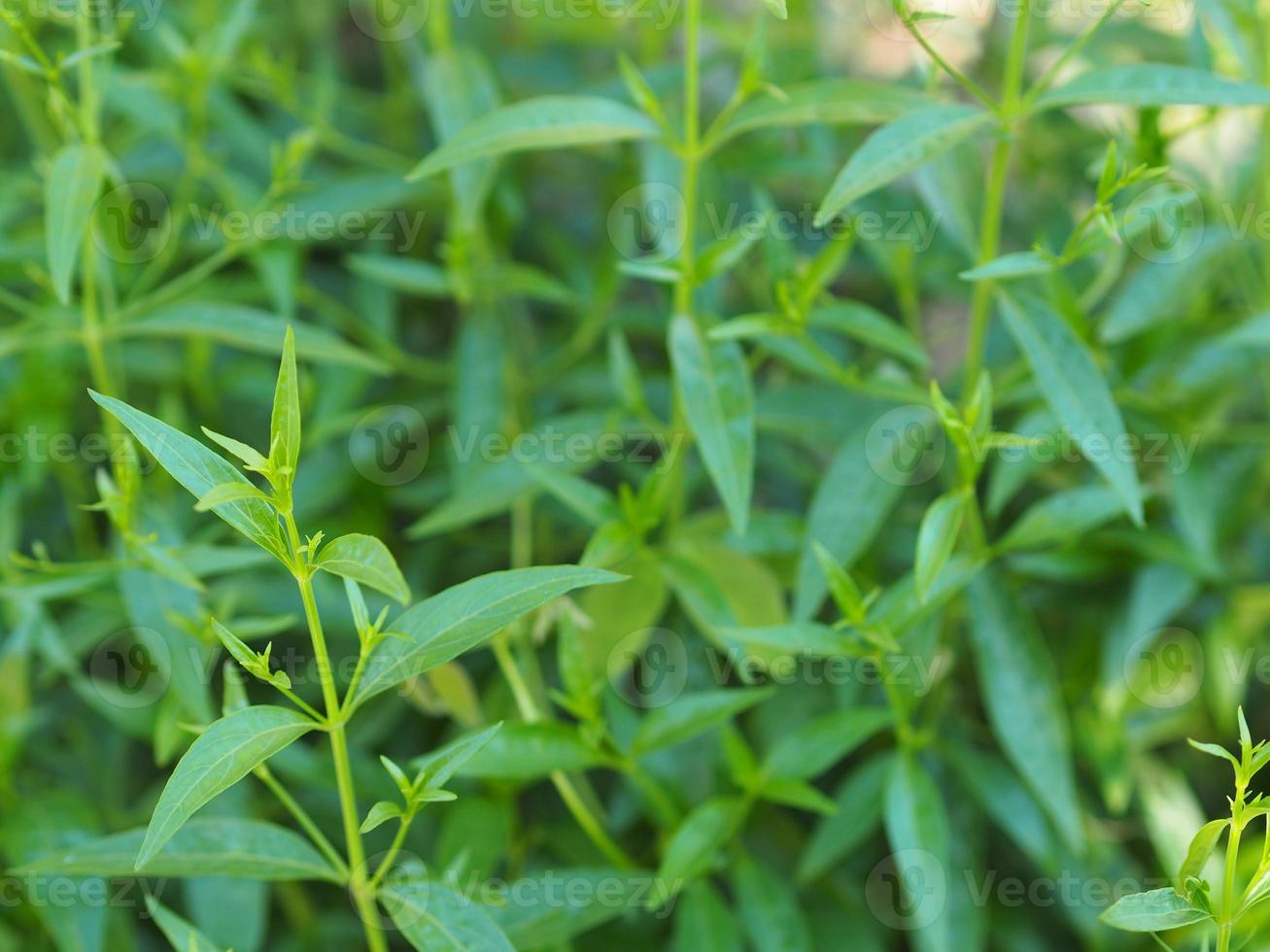 King of bitters Andrographis paniculata Burm, Wall. Ex Nees, Fah Talai jhon, Thai herbs relieve sore throat, reduce fever, green leaves tree plant bloom vegetable nature coronavirus, covid-19 photo