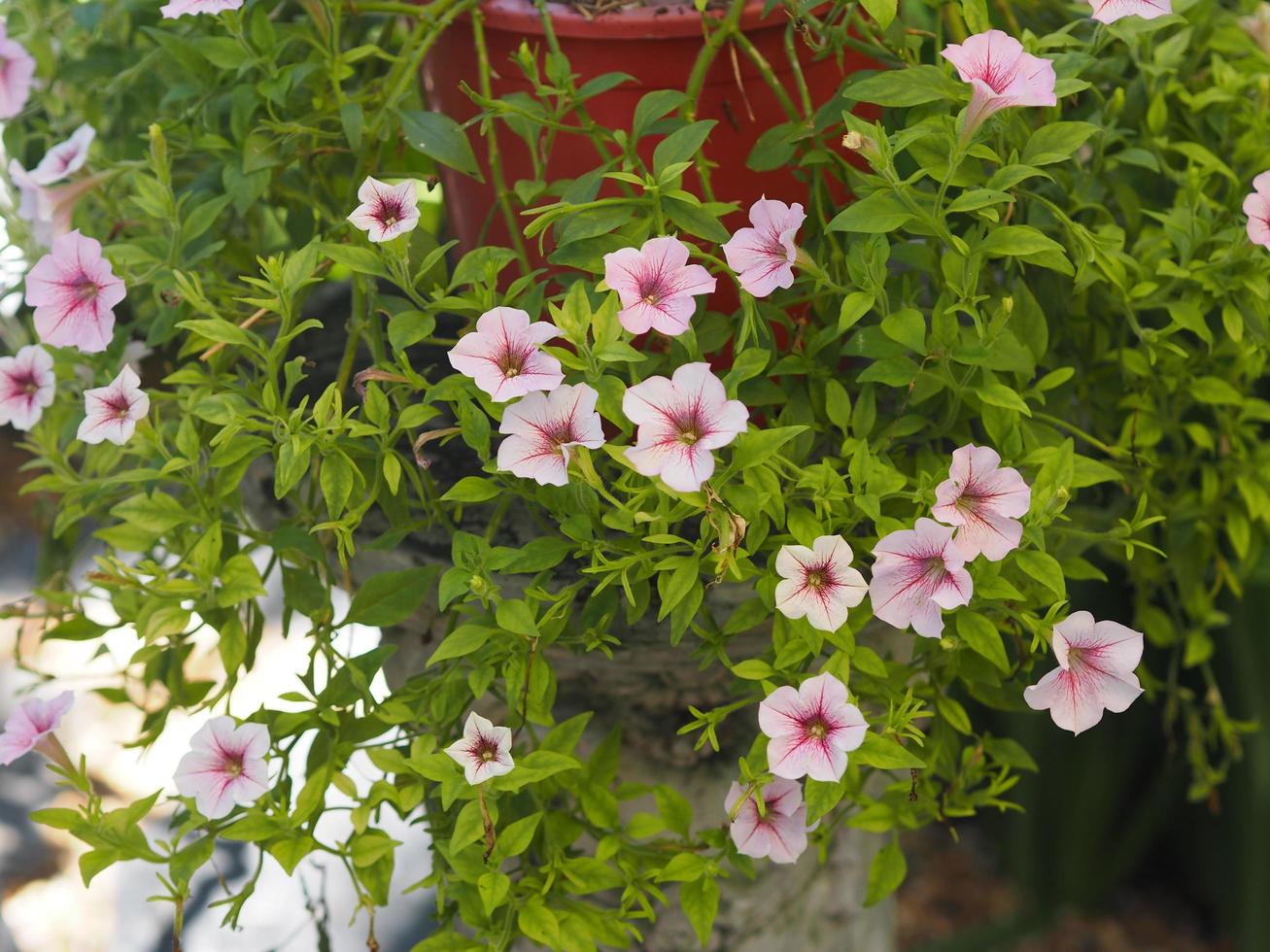 Wave pink Cascade color, Solanaceae, Petunia hybrid Vilm, Large petals single layer Grandiflora Singles flower in a plastic pot blooming in garden on blurred nature background hanging on the tree photo