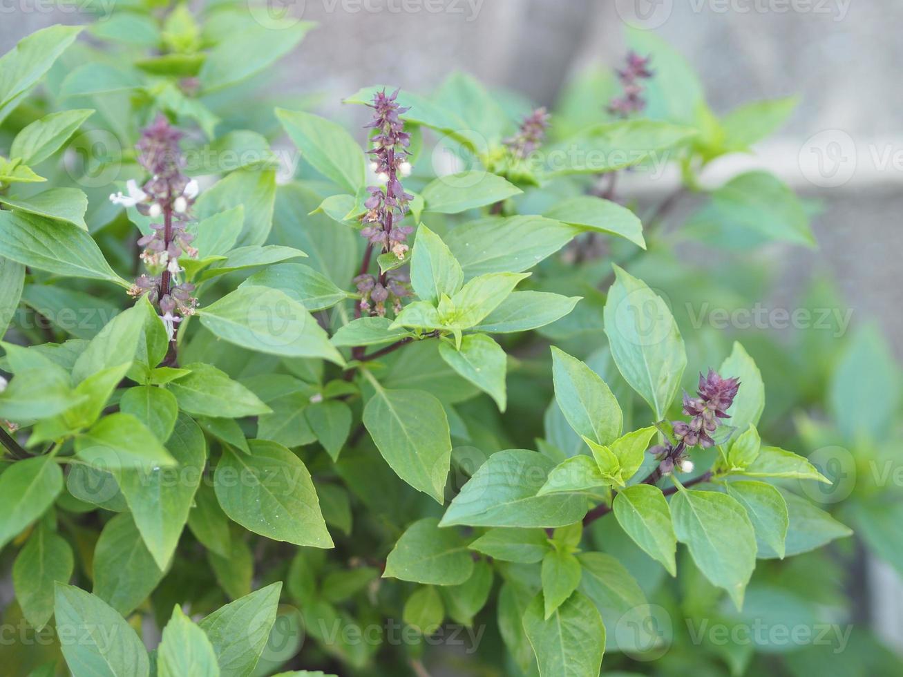 Sweet basil is light green with wide leaves while Thai basil has purple stems and flowers and spear-like leaves photo