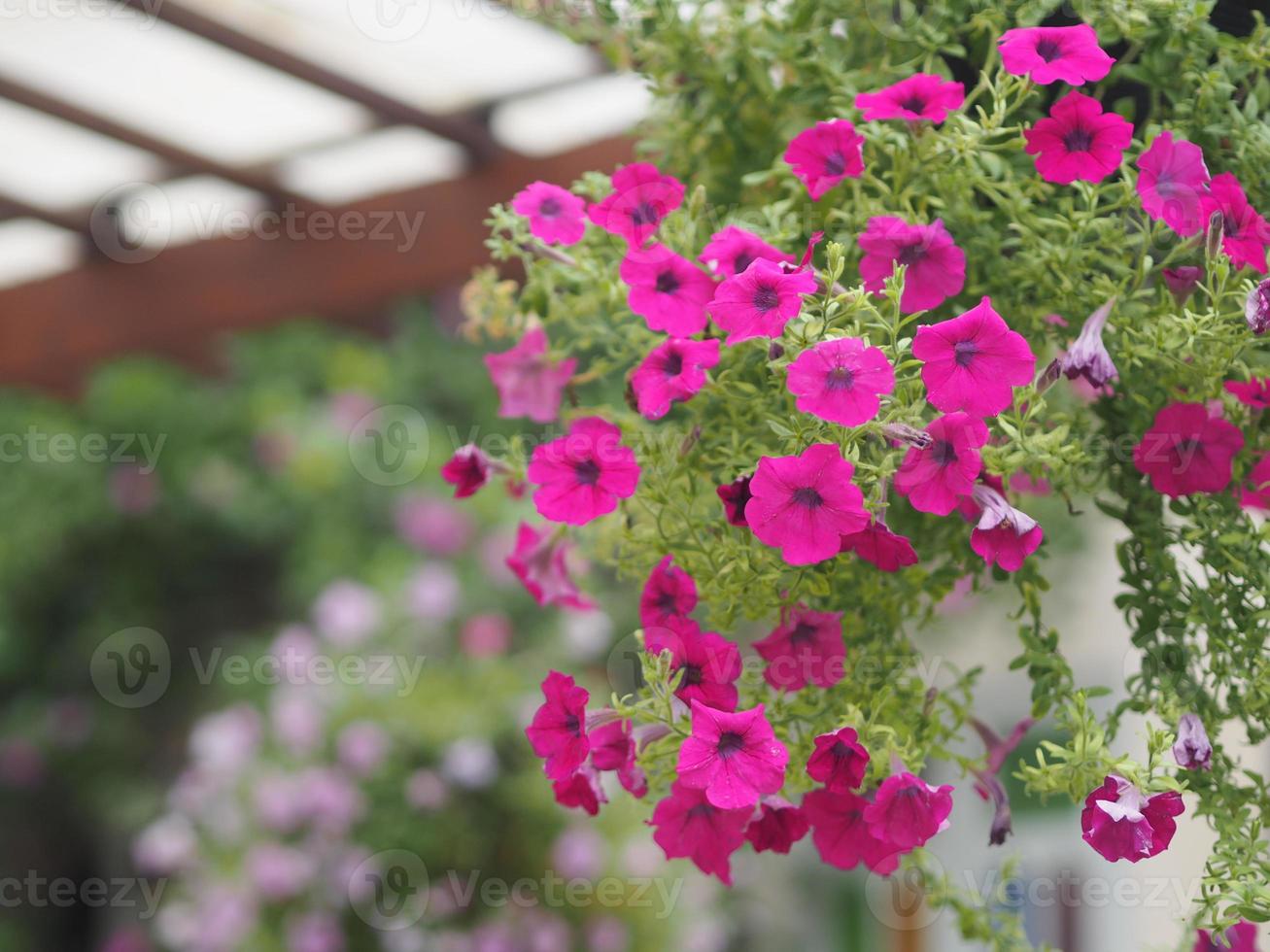 Wave dark pink Cascade Solanaceae,  Petunia hybrid Vilm, Large petals single layer Grandiflora Singles flower in a plastic pot blooming in garden on blurred nature background hanging on the tree photo