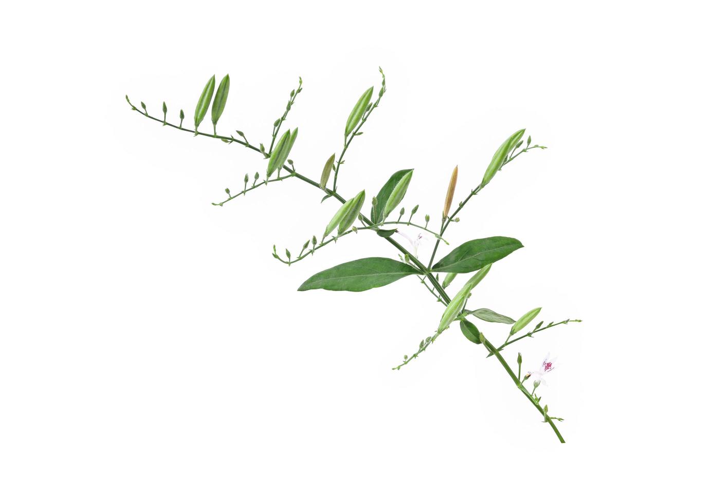 Andrographis paniculata isolated on a white background. photo