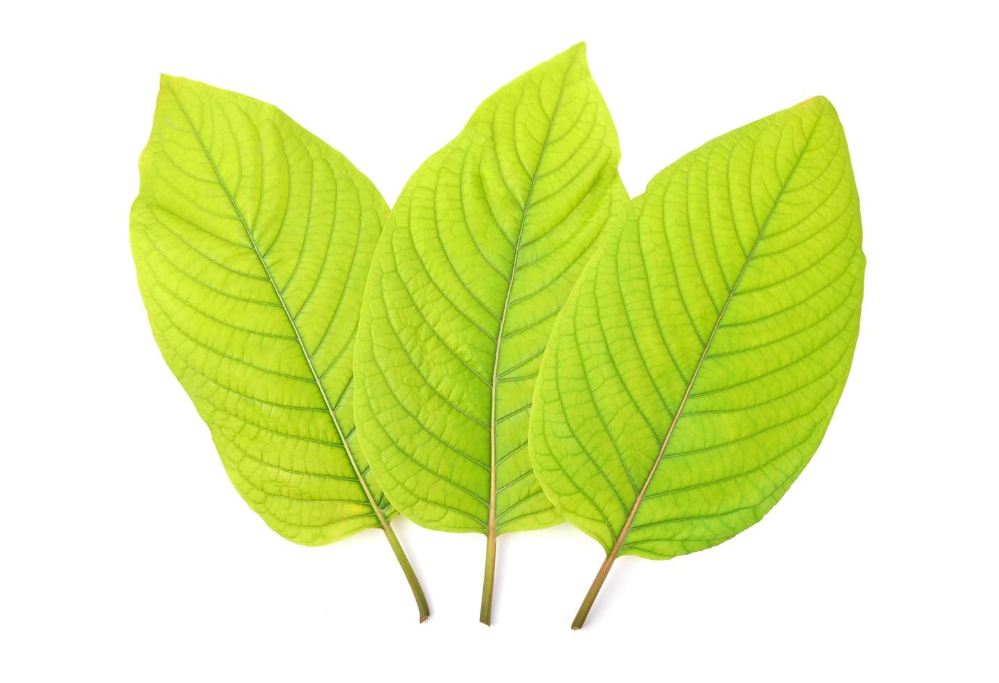 Mitragyna speciosa korth ,Kratom isolated on white background. Top view photo