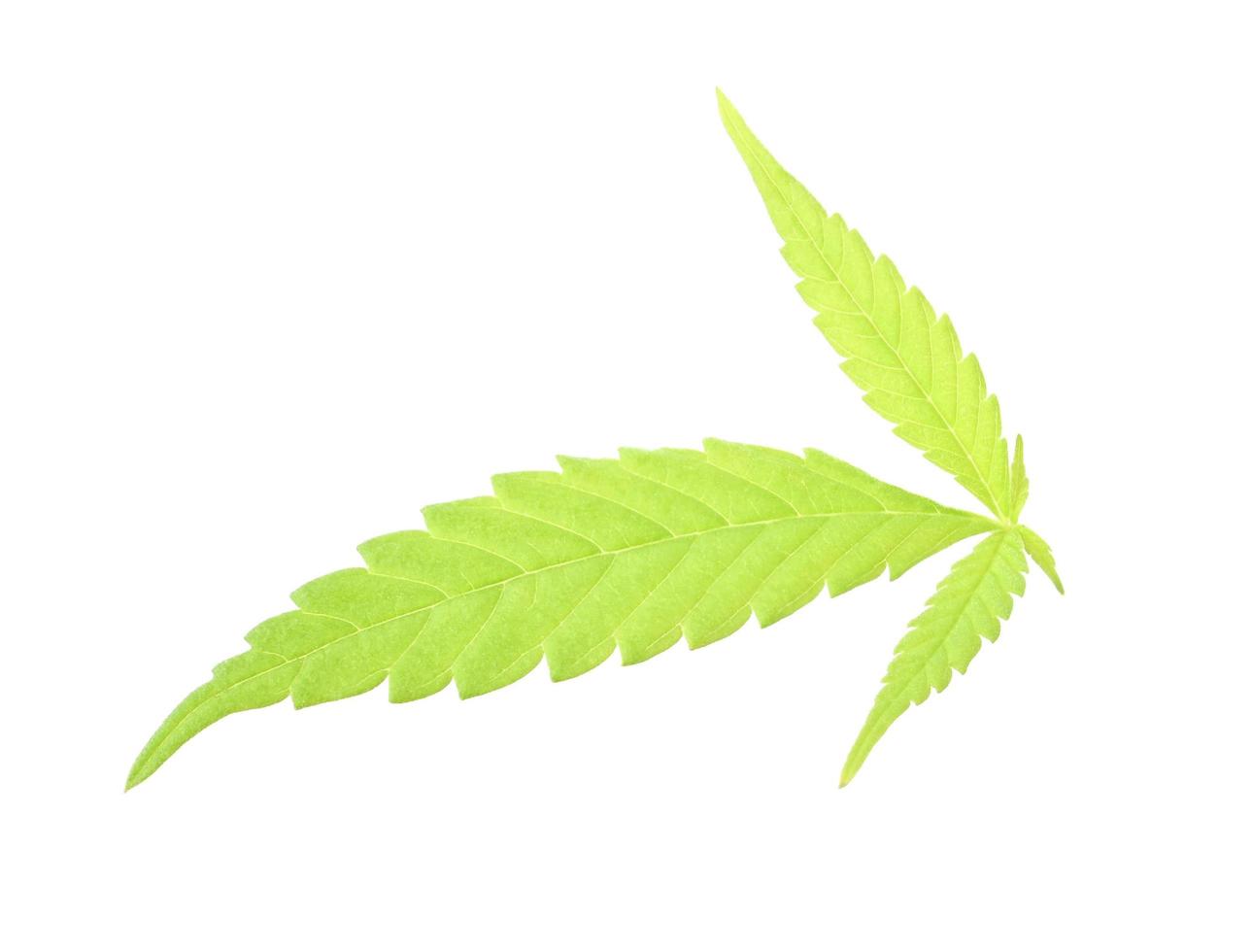 Cannabis sativa, Marijuana isolated on white background. photo