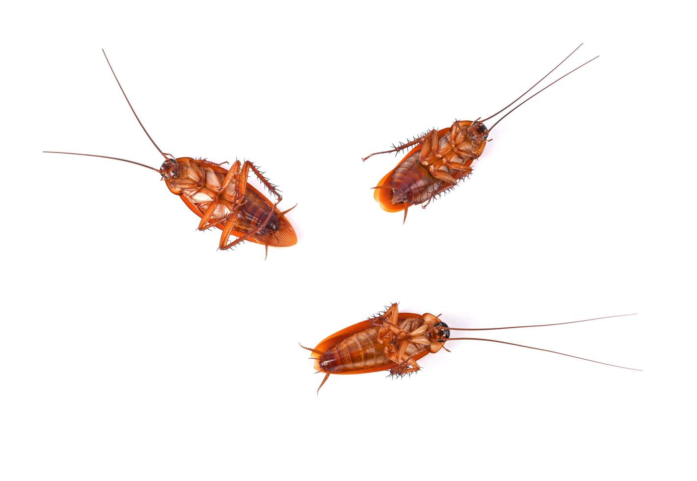 Cockroach isolated on white background. Top view photo