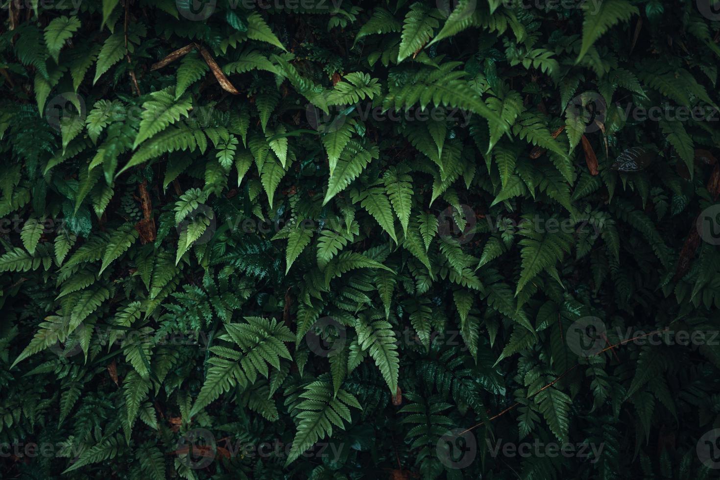 Dark green leaves nature background photo