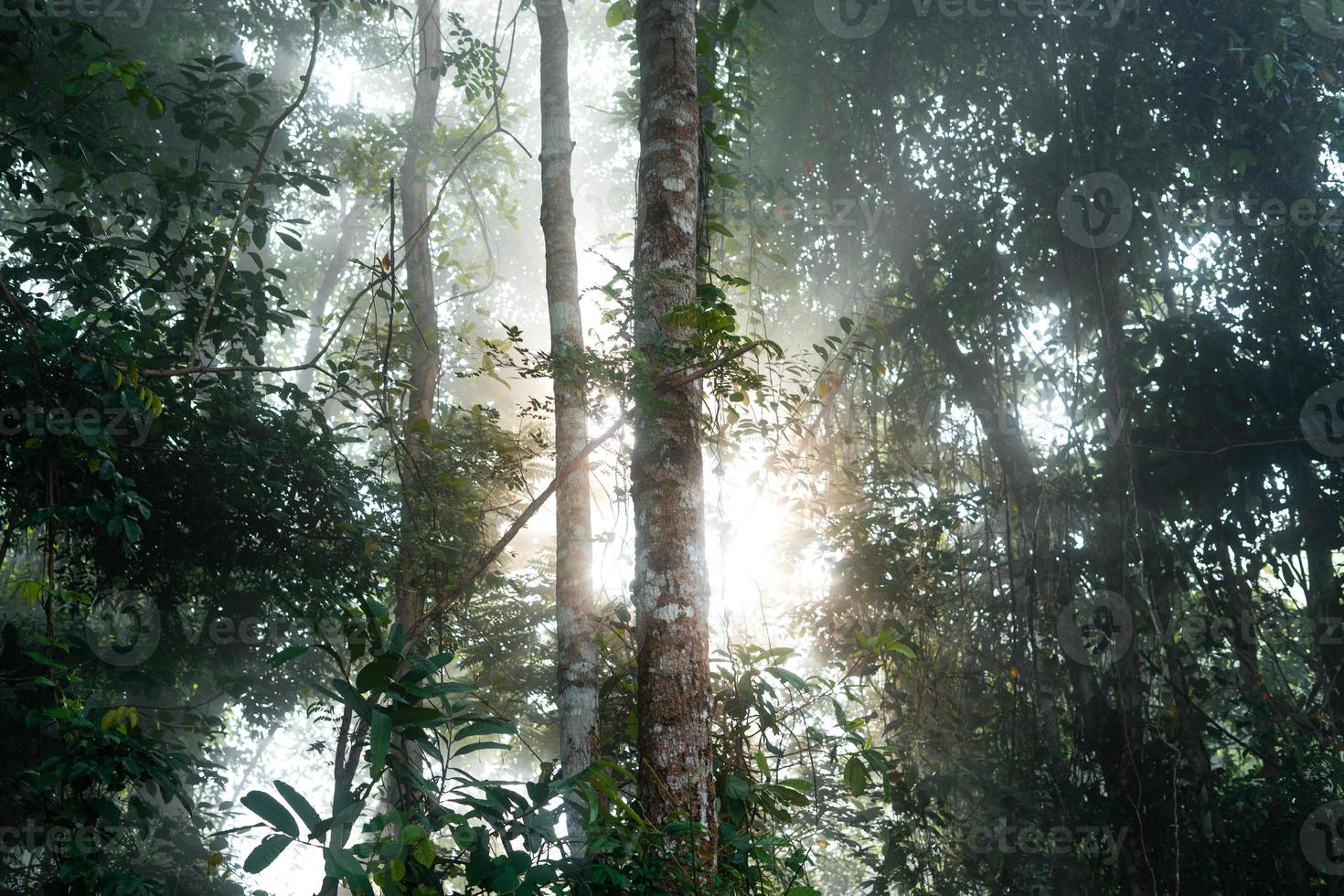 morning green forest and fog photo