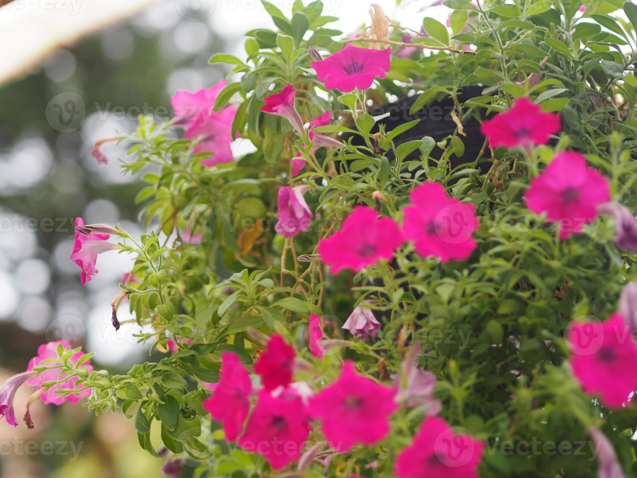 Wave dark pink Cascade color, Family name Solanaceae, Scientific name Petunia hybrid Vilm, Grandiflora Singles flower in a plastic pot blooming in garde nature background anging ohn the tree photo