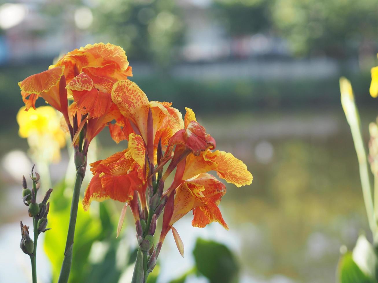 tiro indio de flor de color amarillo, planta corta de india, brote de india, butsarana, cannas, lirio de canna, canna indica, cannaceae, floreciendo como un bouque en el fondo de la naturaleza del jardín foto