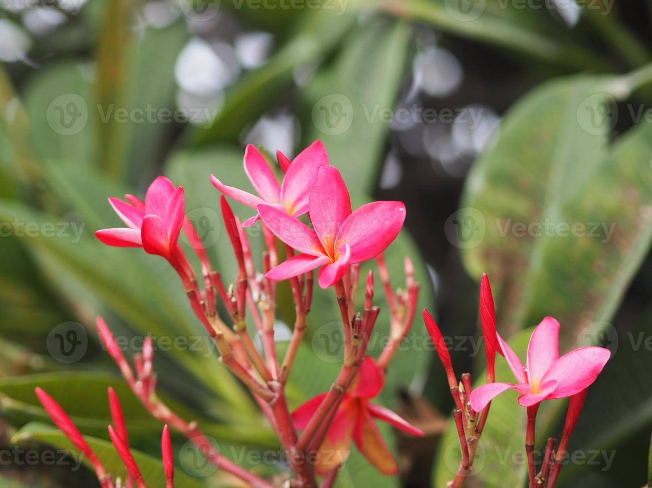 Sweet Oleander, Rose Bay, Nerium oleander name pink flower tree in garden on blurred of nature background, leaves are single oval shape, The tip and the base of the pointed thick hard with dark green photo