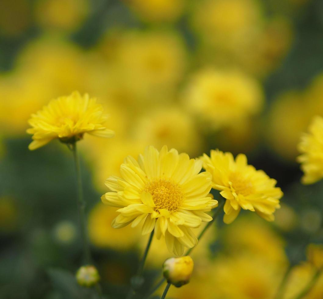 Chrysanthemum indicum Scientific name Dendranthema morifolium, Flavonoids,Closeup pollen of yellow flower blooming in garden on blurred of nature background photo