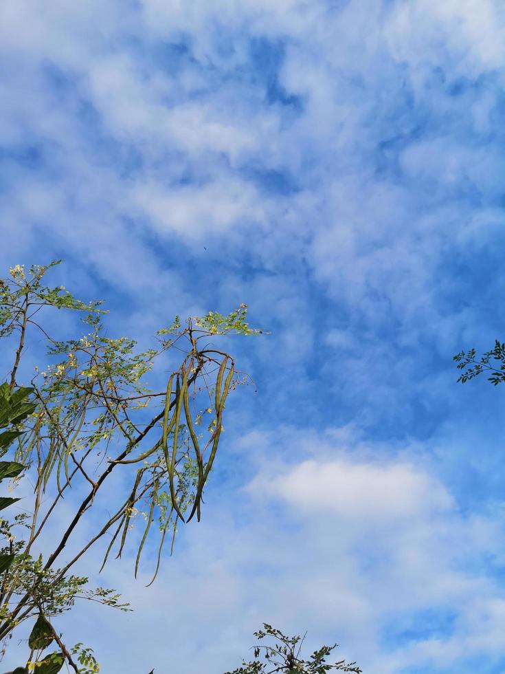 Moringa oleifera Lam, Guilandina, Hyperanthera, zeylanica Burmann, MORINGACEAE vegetable and Thai herb result is a long pod with a green shell with a rounded tree sky nature background photo