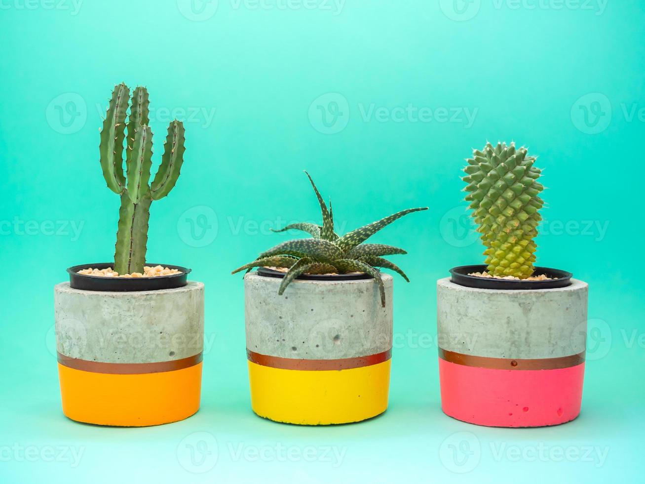 Colorful modern concrete planters with cactus plants. Painted concrete pots for home decoration photo