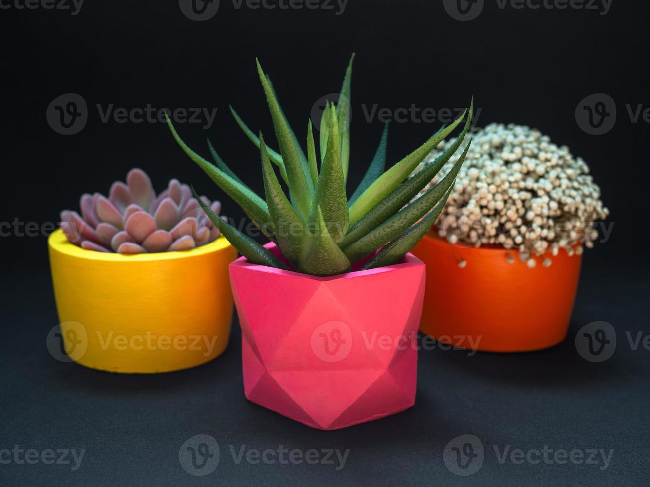 Beautiful various geometric concrete planters with cactus, flower and succulent plant. Colorful painted concrete pots for home decoration photo