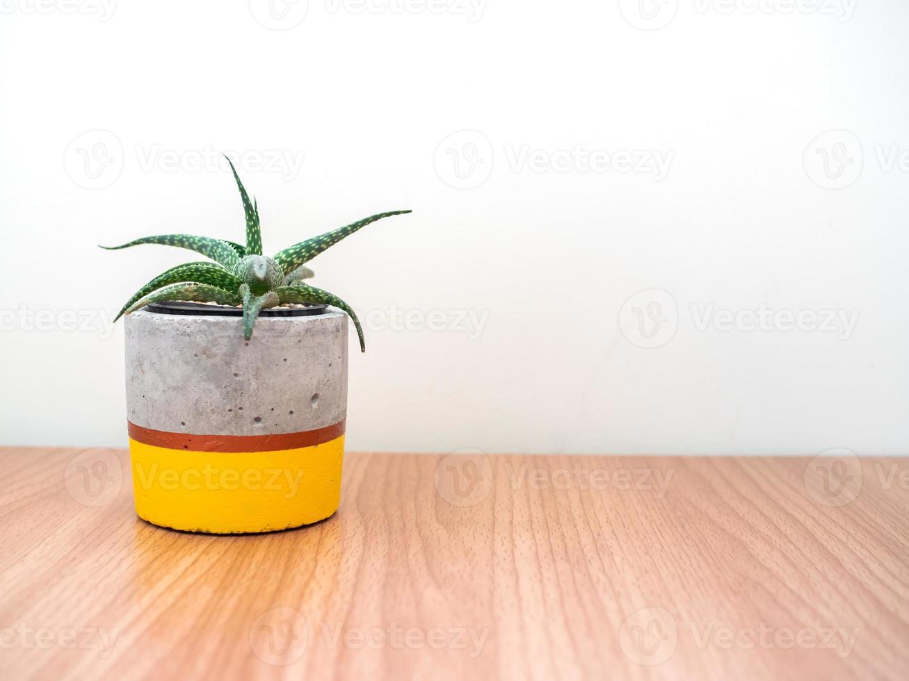 Colorful modern concrete planter with cactus plants. Painted concrete pot for home decoration photo