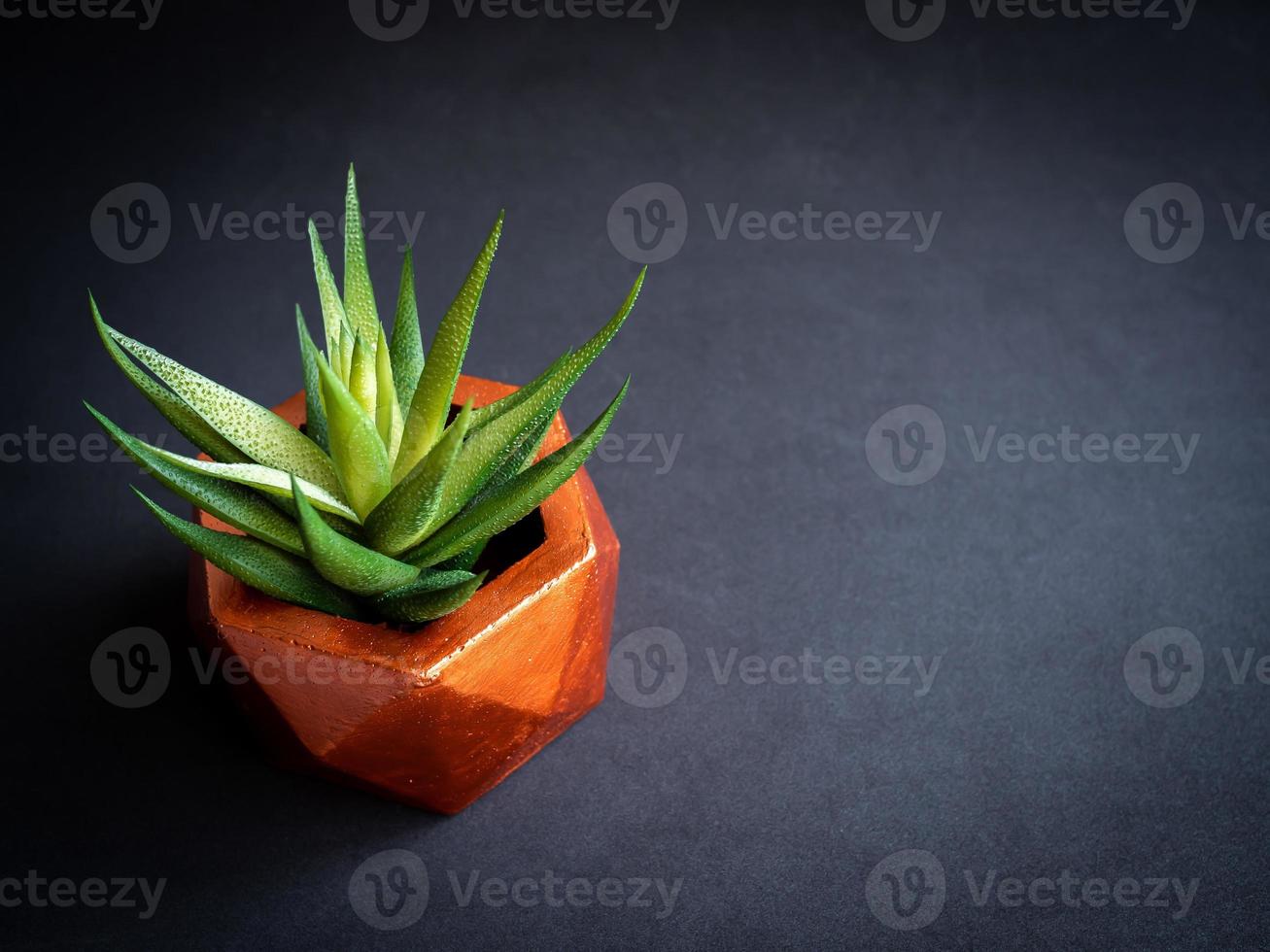 Modern geometric concrete planter with succulent plant. Painted concrete pot for home decoration photo
