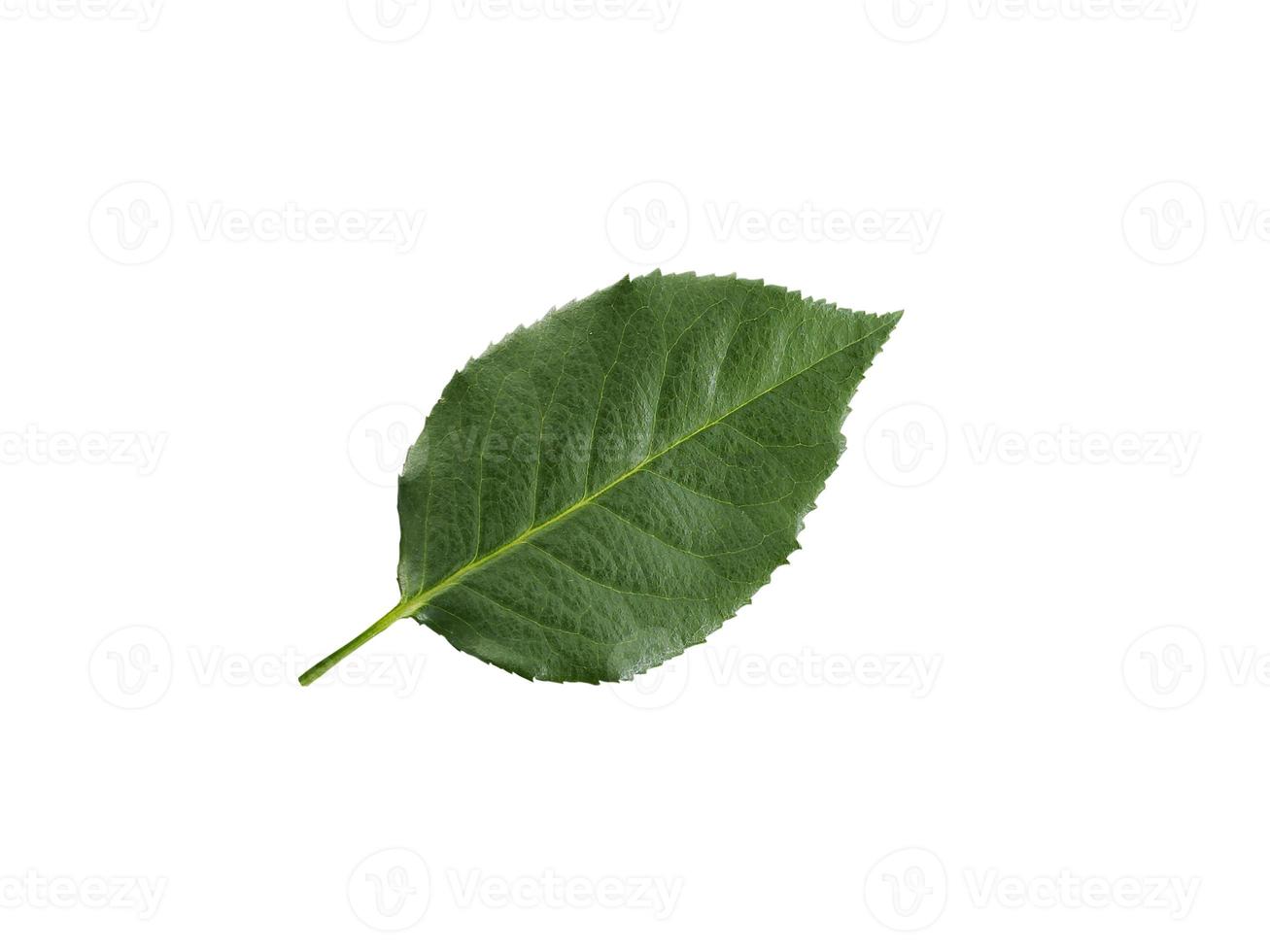 rose leaves on a white background photo