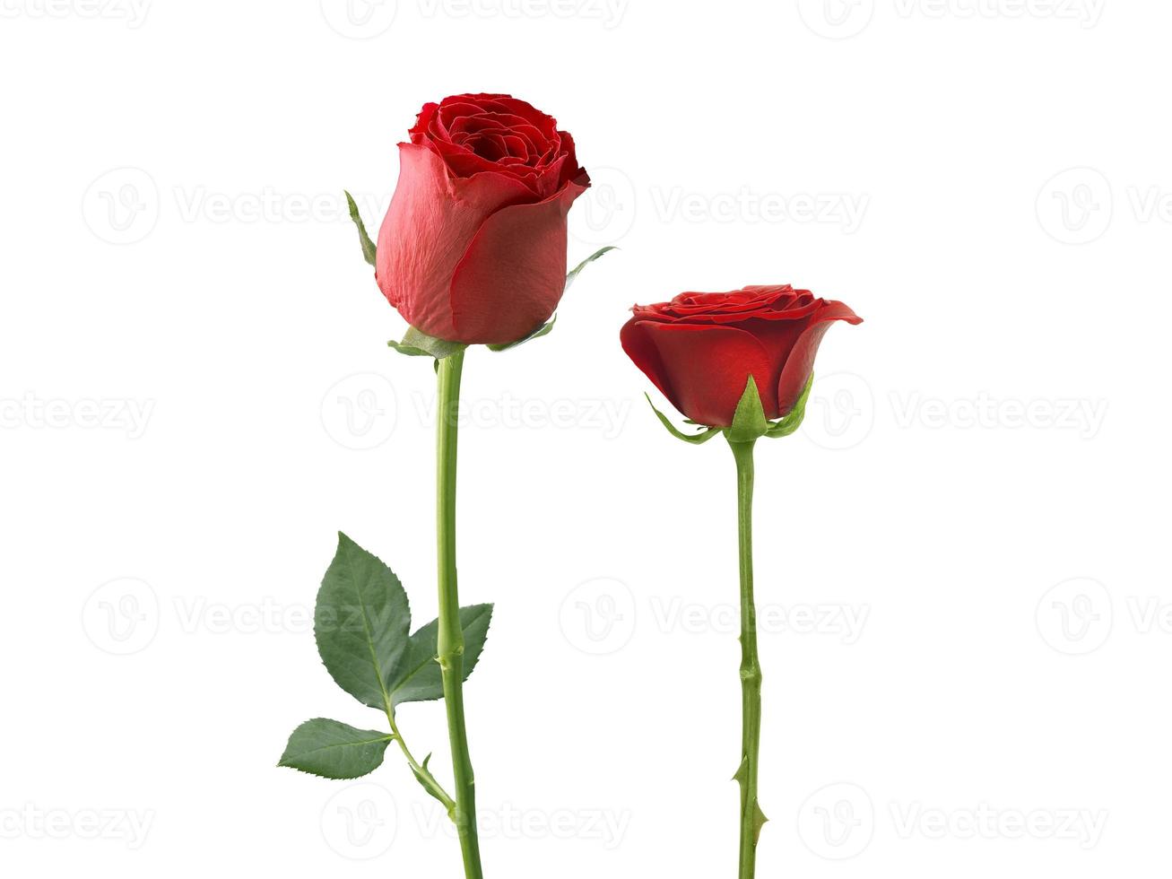 rosas rojas y pétalos de rosa sobre fondo blanco, concepto de día de san valentín foto