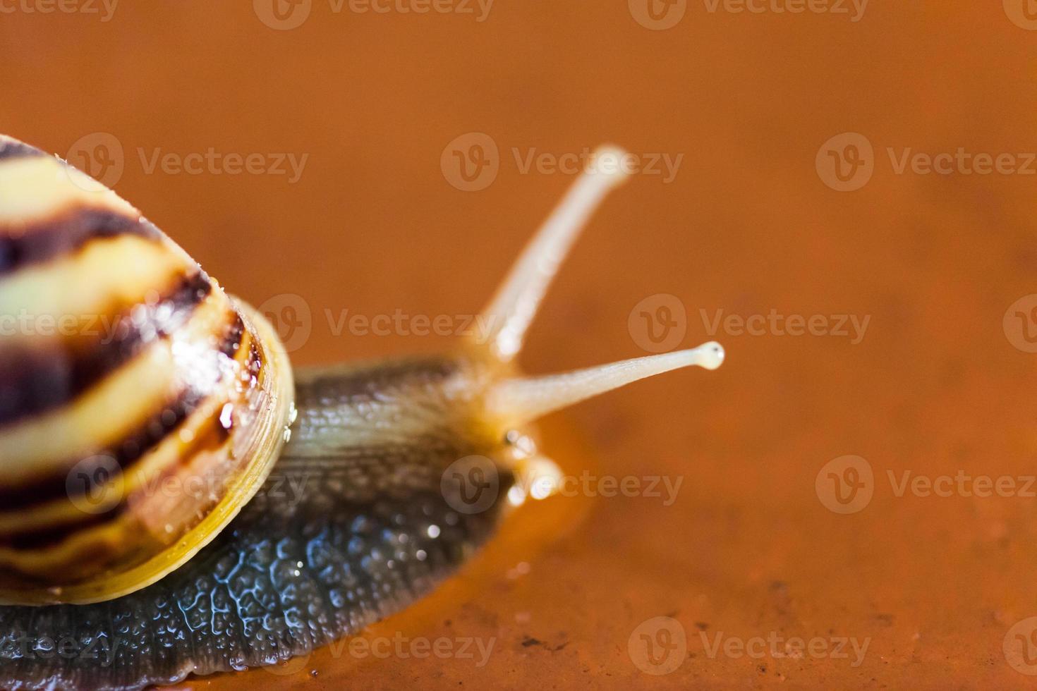 Snail crawling on the floor photo