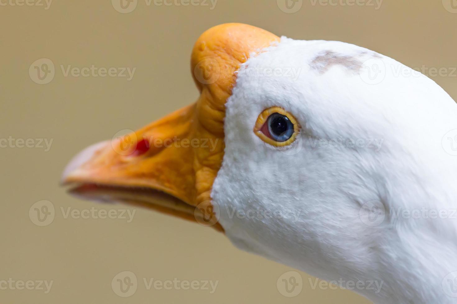White goose head photo