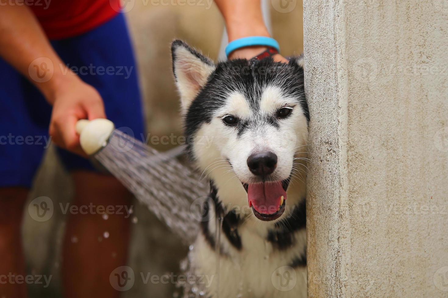 Siberian husky bathing by owner. Dog washing. photo