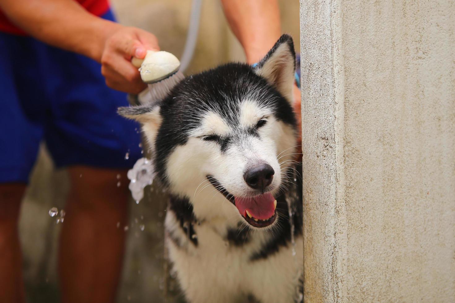 Siberian husky bathing by owner. Dog washing. photo