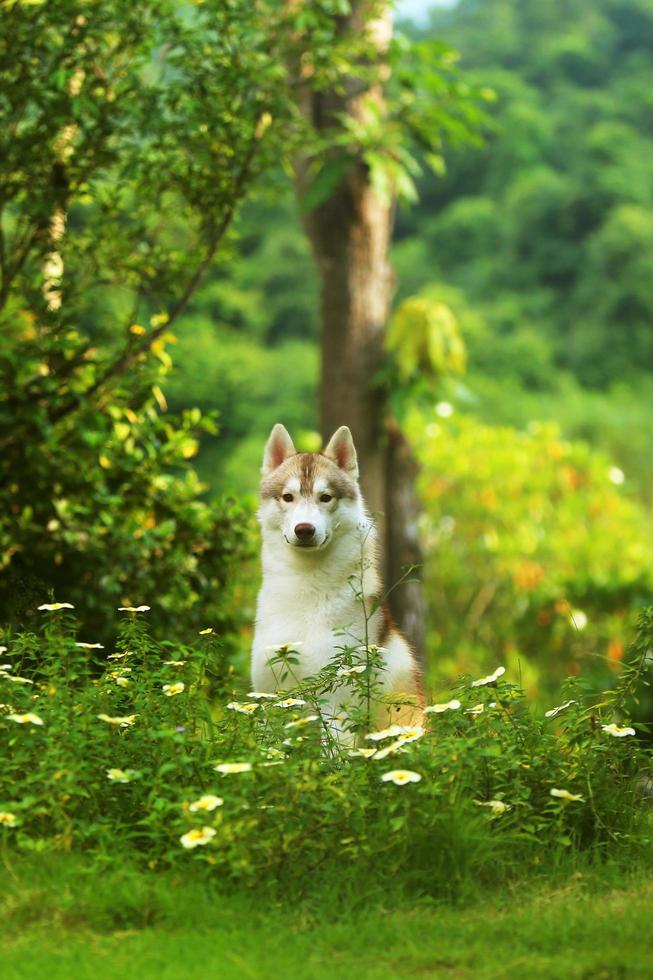 Siberian Husky sitting in the garden. Dog unleashed at the park. photo