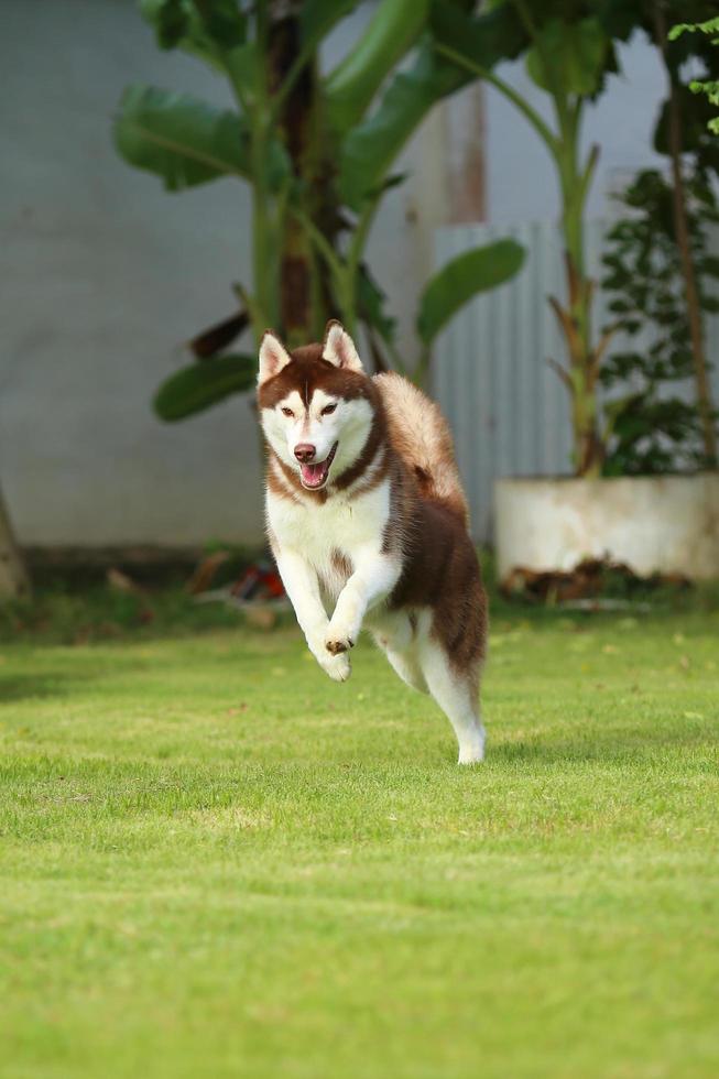 husky siberiano corriendo en el parque. perro desatado en el campo de hierba. foto