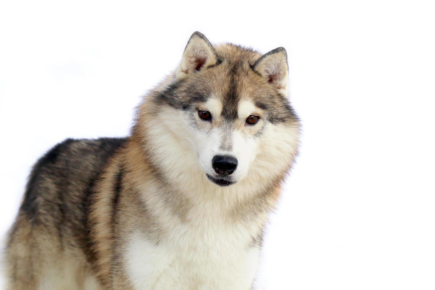 Siberian Husky gray and white colors portrait with white background and have copy space. photo