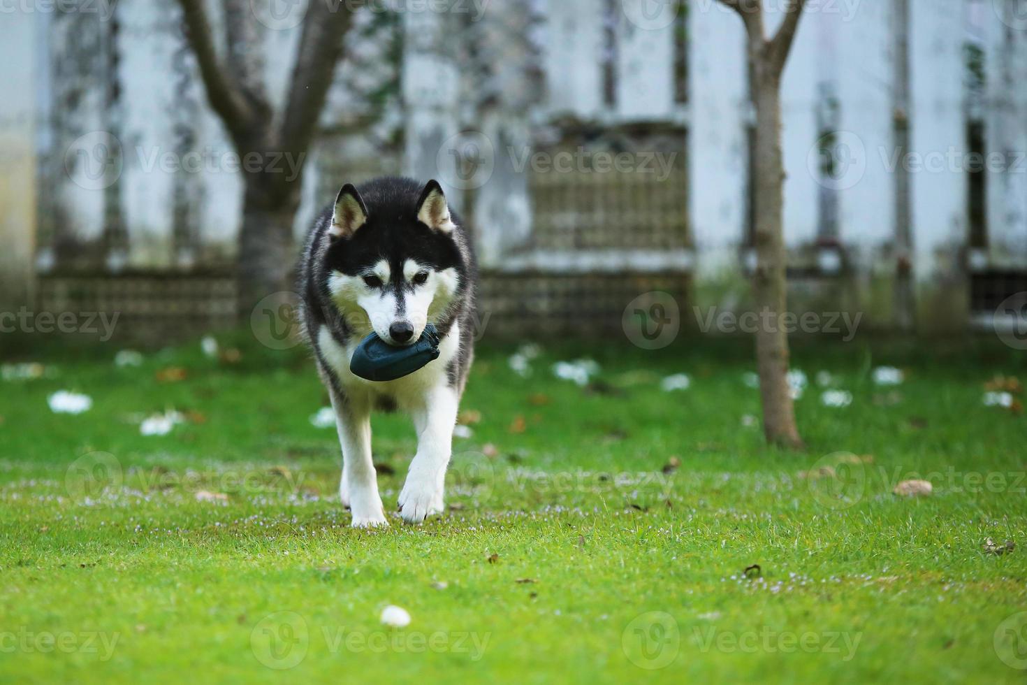 Siberian husky hold toy in mouth and walking at the park. Dog unleashed at grass field. photo