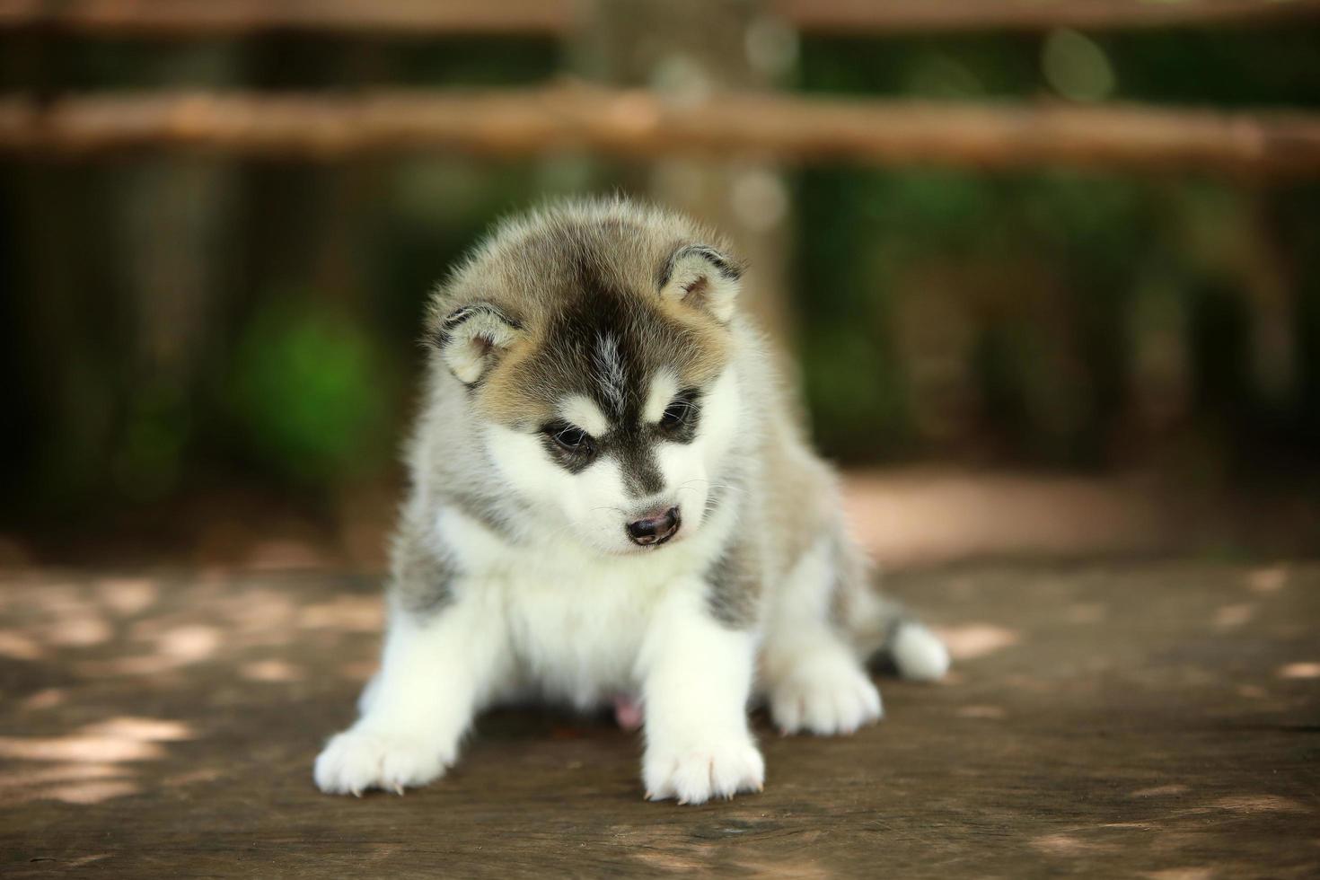 Siberian husky puppy gray and white colors sitting on wooden table at the park. Fluffy puppy unleashed. photo